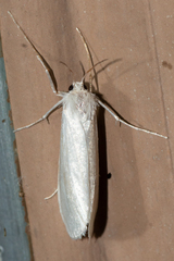 Schoenobiinae