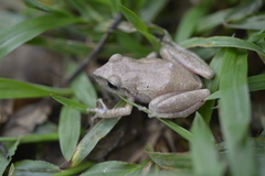 Cajamarca Robber Frog photo 4