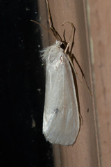 Schoenobiinae