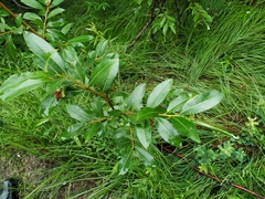 Salix divaricata