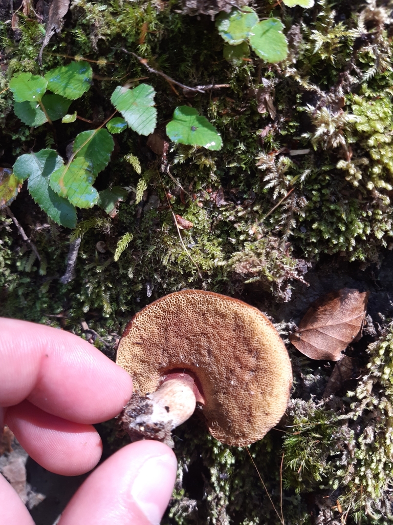 Fistulinella violaceipora · March 2025 · photo: © georgecox (iNaturalist, cc0)