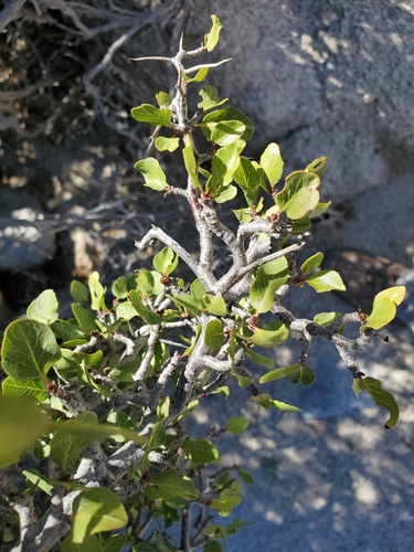 Image of Prunus fremontii by (c) Bob Miller, some rights reserved (CC BY)