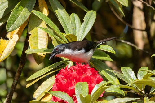 Dark-backed Sibia (Heterophasia melanoleuca), photo 7
