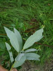 Salix divaricata