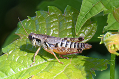 Melanoplus dawsoni
