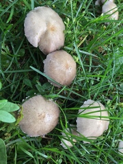 Candolleomyces candolleanus