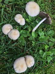 Candolleomyces candolleanus