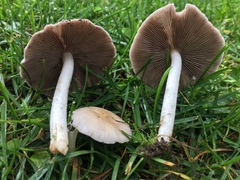 Candolleomyces candolleanus