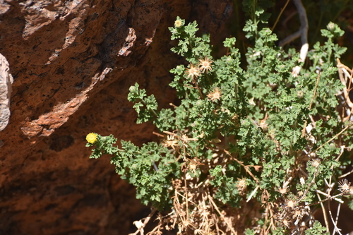 Image of Laphamia lemmonii by no rights reserved