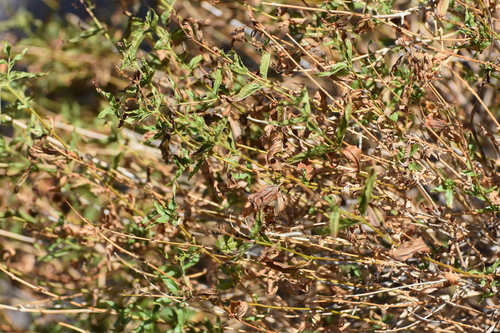 Image of Koanophyllon palmeri by no rights reserved