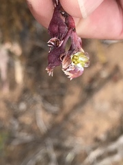 Dudleya attenuata attenuata