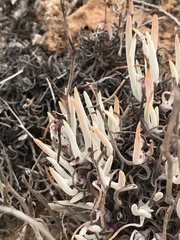 Dudleya attenuata attenuata