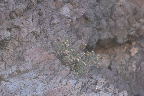 Image of Laphamia lemmonii by no rights reserved