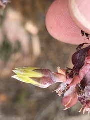 Dudleya attenuata attenuata