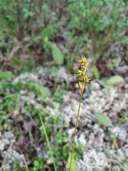 Carex pallida