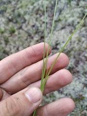 Carex pallida