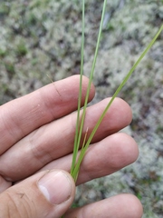 Carex pallida