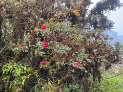 (c) dhfischer, some rights reserved (CC BY) Rhododendron delavayi, photograph (c) dhfischer, some rights reserved (CC BY)