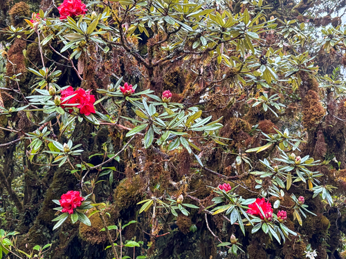 Rhododendron delavayi, photograph 3