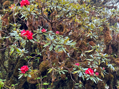 (c) dhfischer, some rights reserved (CC BY) Rhododendron delavayi, photograph (c) dhfischer, some rights reserved (CC BY)