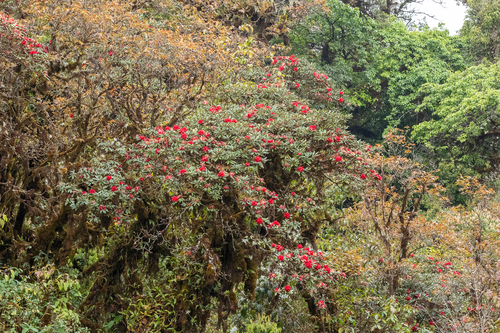 Rhododendron delavayi, photograph 1