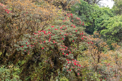 (c) dhfischer, some rights reserved (CC BY) Rhododendron delavayi, photograph (c) dhfischer, some rights reserved (CC BY)