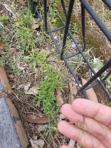 Image of Wahlenbergia gracilis by no rights reserved