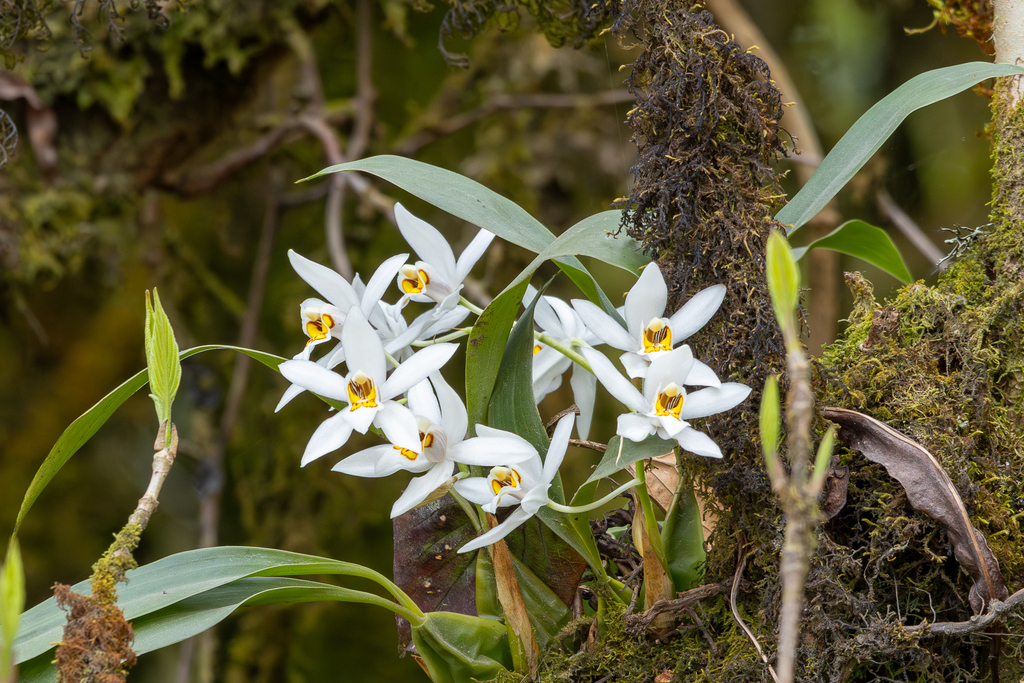 Coelogyne corymbosa