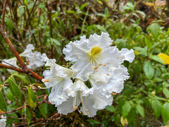 Rhododendron veitchianum, photograph (c) dhfischer, some rights reserved (CC BY)