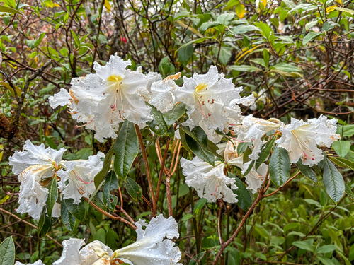 Rhododendron veitchianum, photograph 2