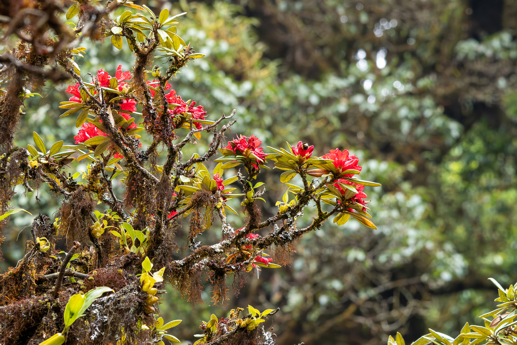 Rhododendron delavayi; photograph (c) dhfischer, some rights reserved (CC BY)
