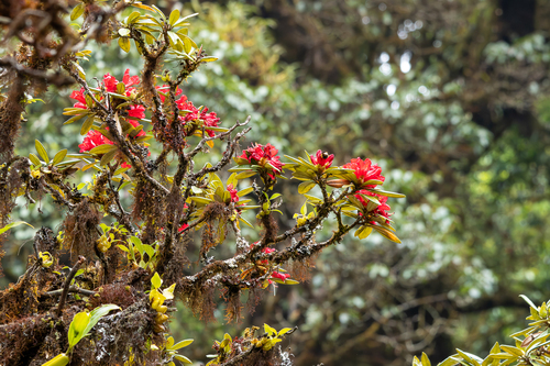 Rhododendron delavayi