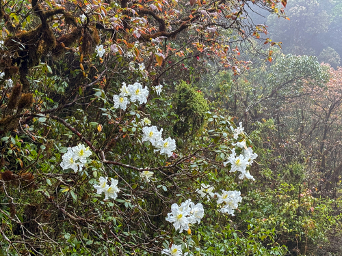 Rhododendron (Rhododendron veitchianum)