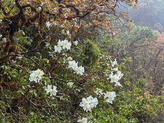 Rhododendron veitchianum
