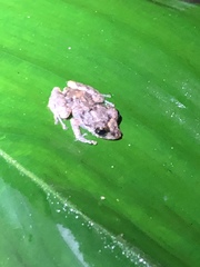 Pristimantis brevicrus
