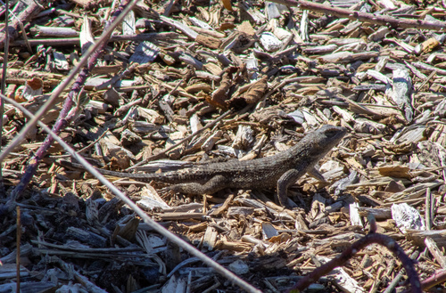 iNaturalist observation photo of Western Fence Lizard