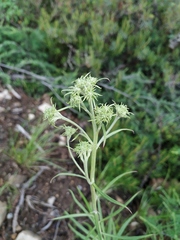 Saussurea amurensis