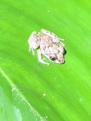 Pristimantis brevicrus