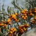 Hippophae rhamnoides turkestanica - Photo (c) Matthieu Gauvain, some rights reserved (CC BY-NC), uploaded by Matthieu Gauvain