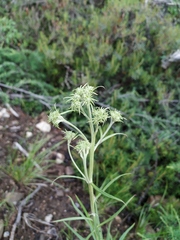 Saussurea amurensis