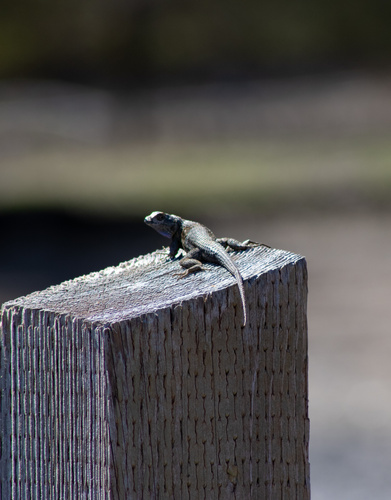 iNaturalist observation photo of Western Fence Lizard