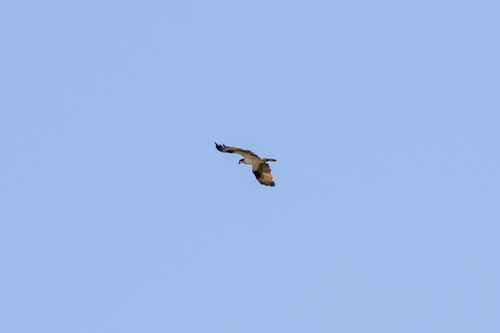 iNaturalist observation photo of Osprey