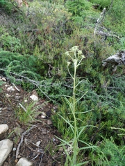 Saussurea amurensis