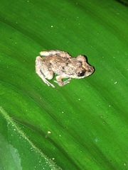 Pristimantis brevicrus