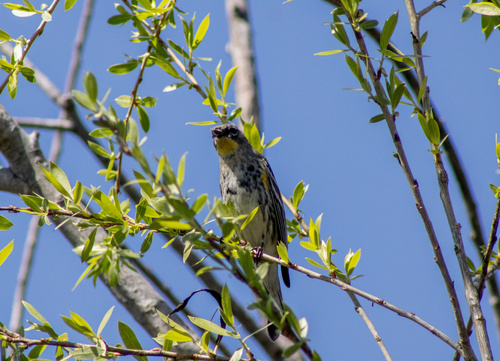 iNaturalist observation photo of Yellow-rumped Warbler
