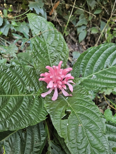 Image of Justicia carnea by (c) Eduardo Tarnowski Siemionko, some rights reserved (CC BY)