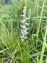 Spiranthes diluvialis