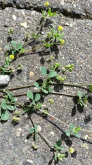 Medicago lupulina