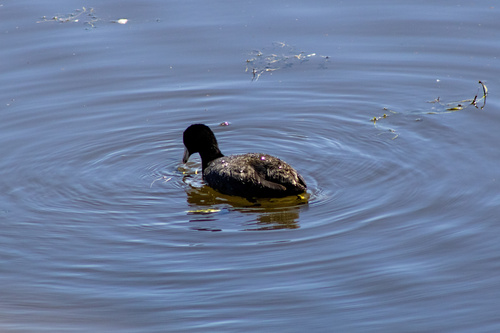 iNaturalist observation photo of American Coot