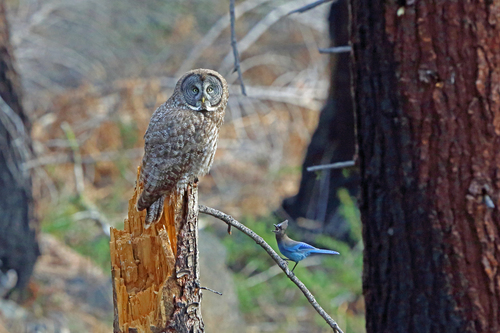 Great Gray Owl (Strix nebulosa), a species recorded in Oregon